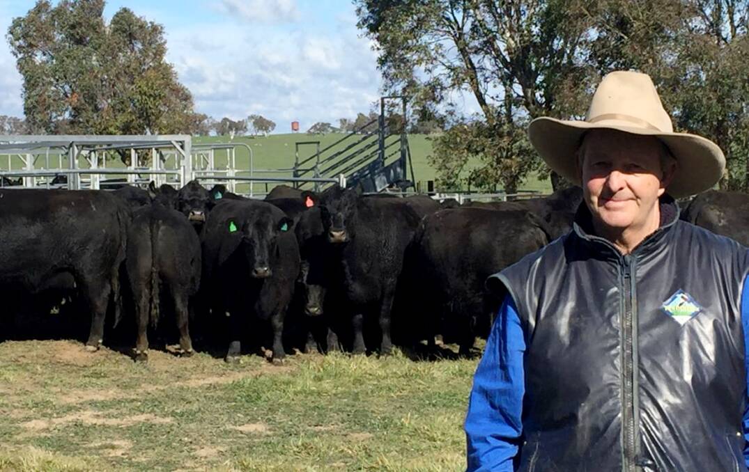 HARDY CATTLE: Manager Roger Robertson with some of his Angus breeders at Kippilaw, Goulburn.