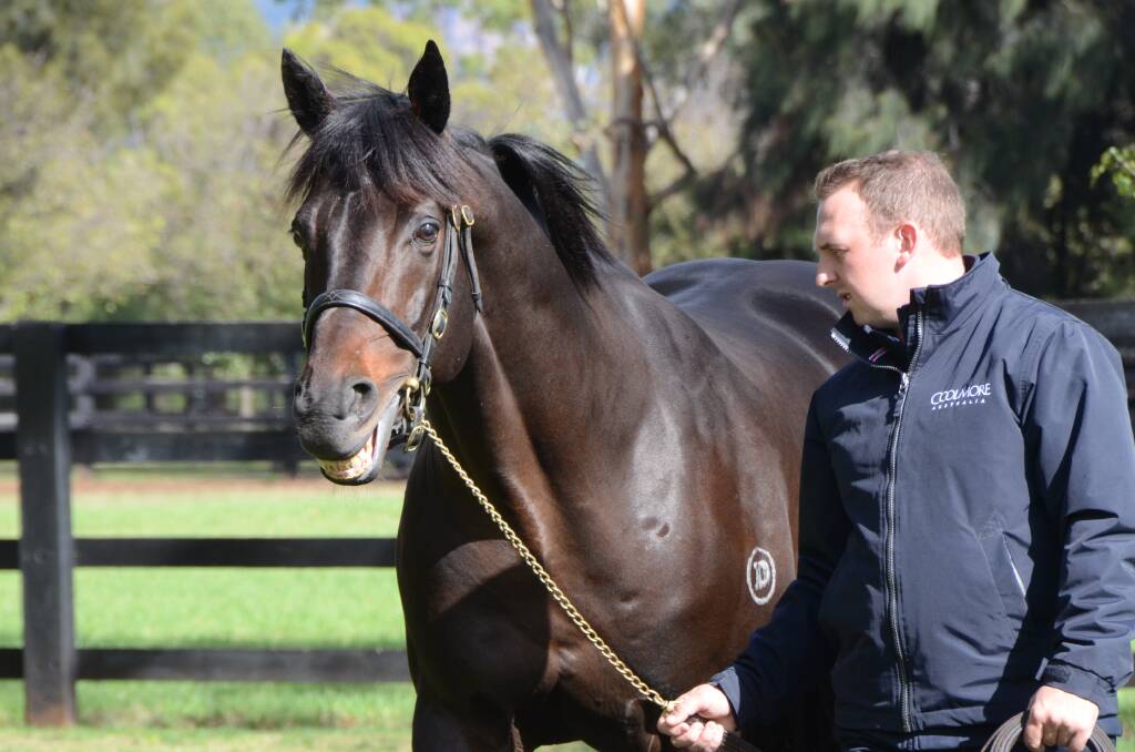 Pierro, being paraded by Dan Krzanic at Coolmore Stud, Jerrys Plains, is represented with his first crop daughter Tulip in this Saturday’s Golden Slipper Stakes at Rosehill. Photo by Virginia Harvey