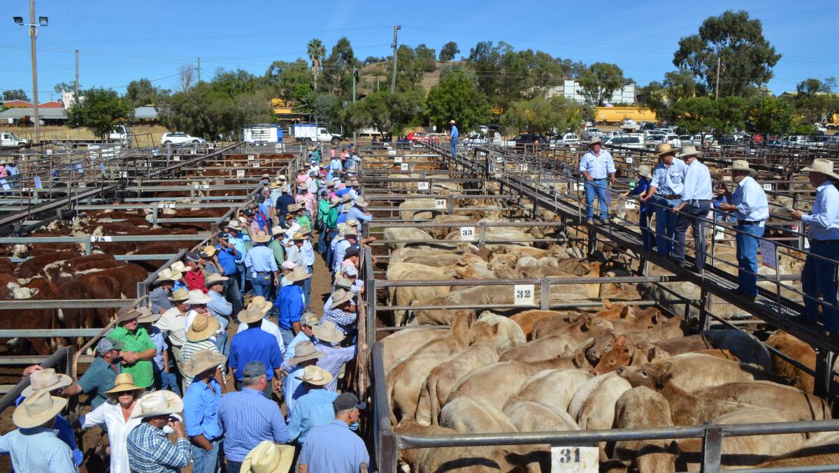 The Davidson Cameron and Company team selling at last year's Gunnedah Powerhouse liveweight weaner sale.
