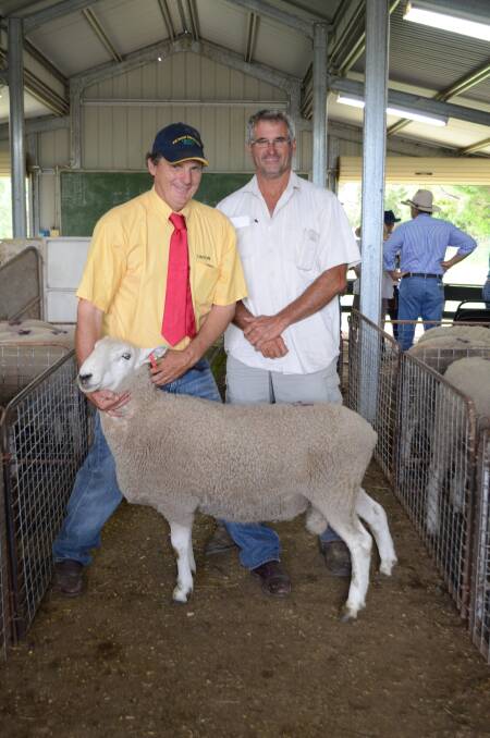 Linton SuperBorders and Poll Dorsets stud principal George Carter and buyer Scott Cole, "Nordale", Delungra, with the $1200 Border Leicester ram.