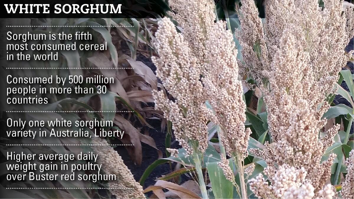 White sorghum benefits people, pigs and poultry