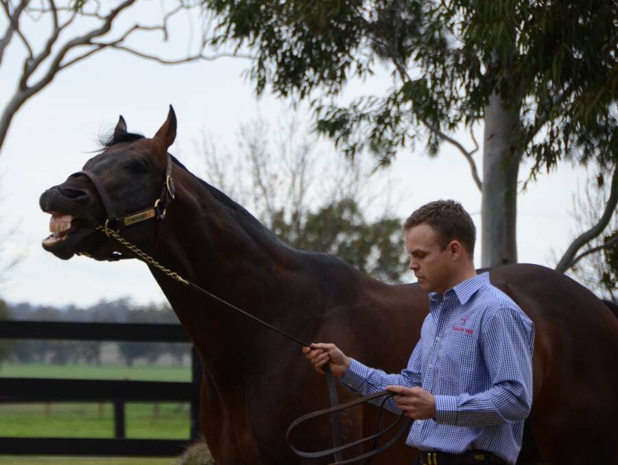 Matt Lawler with Yarraman Park’s I Am Invincible, sire of Houtzen who won the Magic Millions Two-Year-Old Classic. Photo by Virginia Harvey