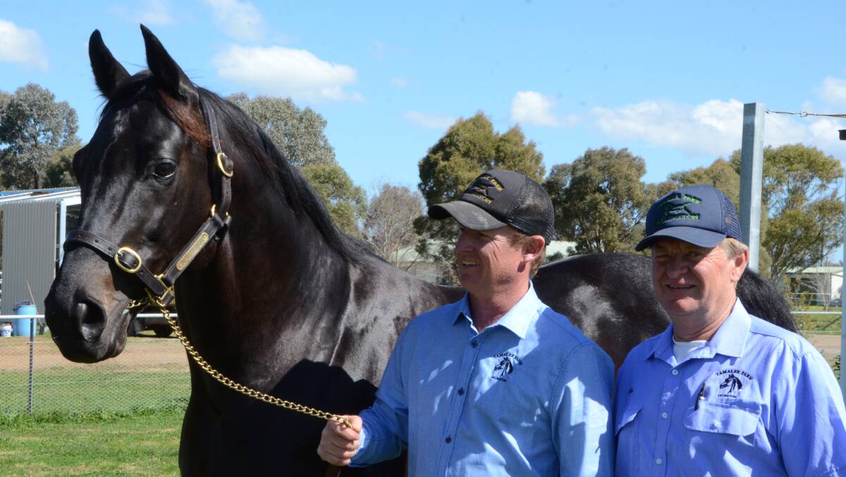 Savabeel’s stakes half-brother, Arlington with Tim Butler and Ken Blanche at Tamalee, Tamworth.  Photos by Virginia Harvey
