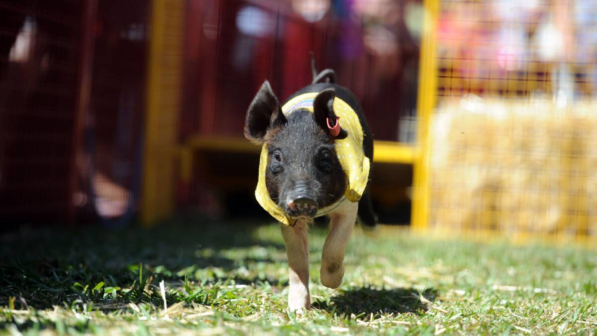 Racing pigs will be a feature at Camden Haven Show.