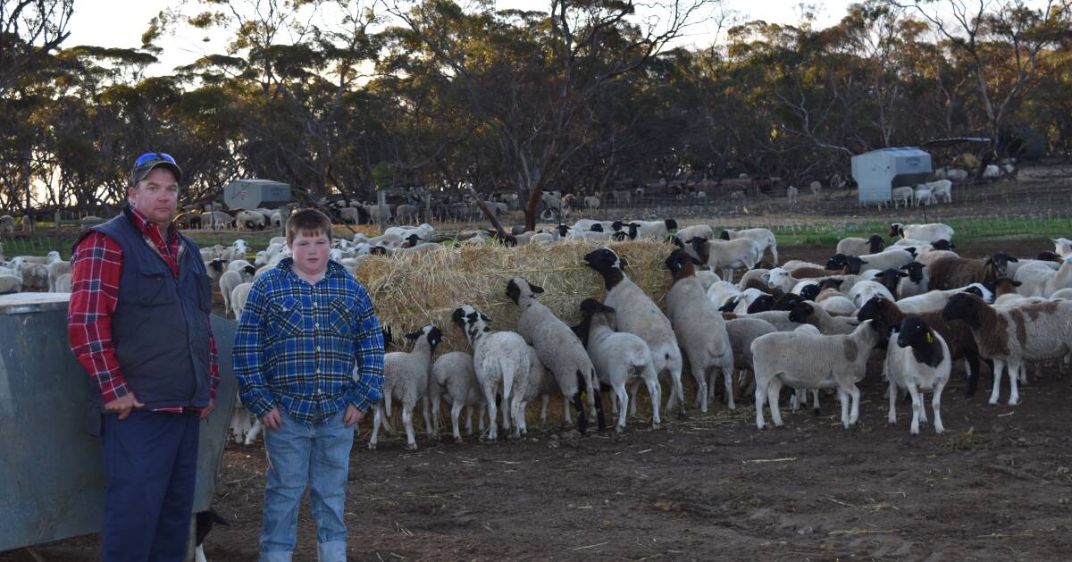 WELL SUITED: South Australian lamb producers Danny and Toby Brumfield, 11, survey the herd feeding in one of their paddocks at Tailem Bend.