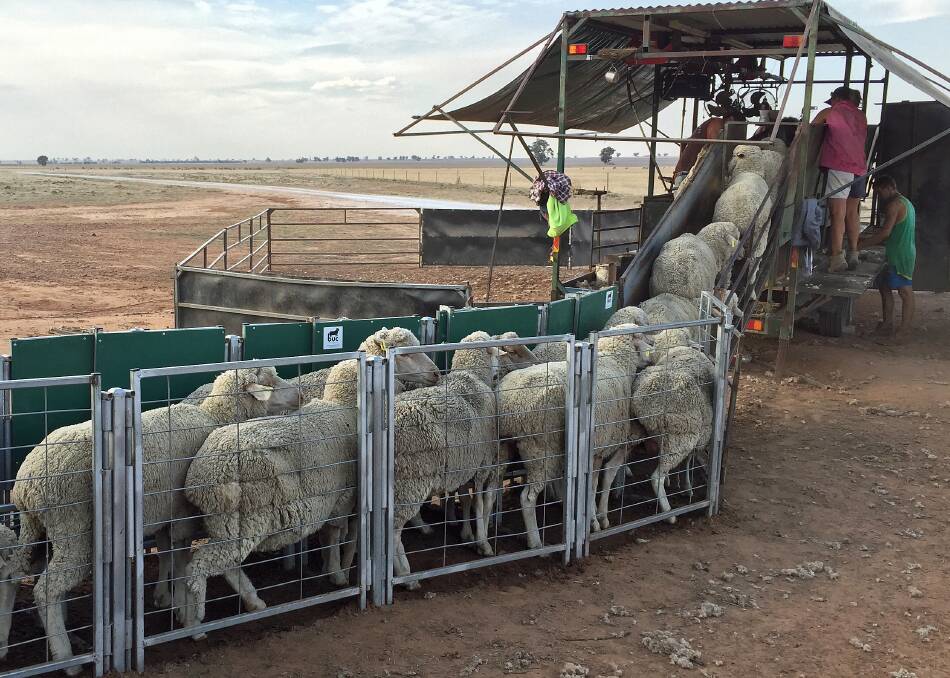 Willy Spicer and his team crutching ewes at Urana.