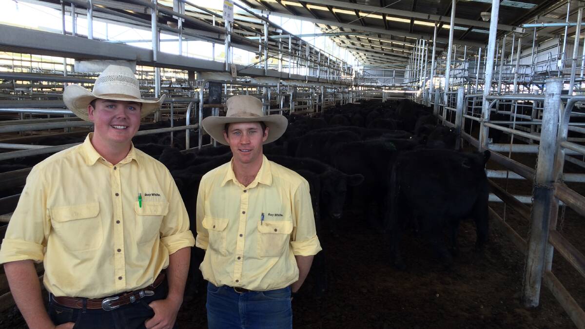 Ray White Rural Guyra and Armidale selling agents Blake O'Reilly and Sam Sewell at last year's Angus and Angus-sired weaner sale.