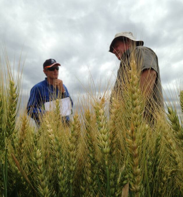 Inverell Ag Bureau president Jono Elphick, and grower Matt Taylor inspecting the wheat crop at "The Peak", Gragin.