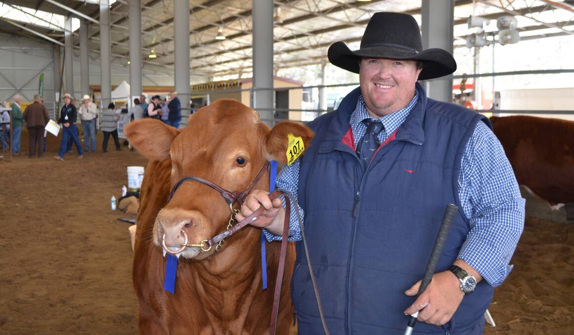 Travis Luscombe, Luscombe Show Steers and Livestock, Toowoomba, is one of many professional fitters supporting the Glen Innes Show Steer sale each year.