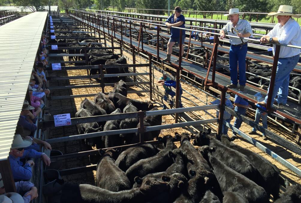 Angus cattle have dominated all markets in the past year, regularly topping sales, whether through the yards or on AuctionsPlus.