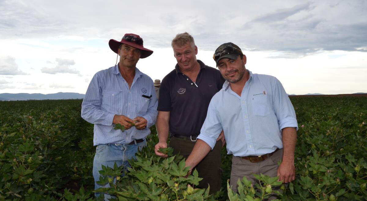 Cotton Seed Distributors agronomists Robert Eveleigh and James Quinn and Monsanto regional business manager Paul Brady in a Bollgard III crop.