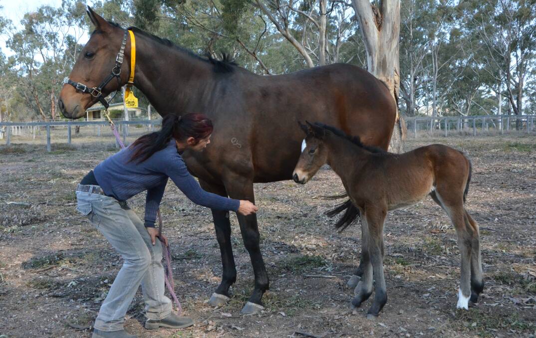 Shannon Laurence-Bade holding Dreamlike with her colt foal by Headwater at Byerley Stud. 