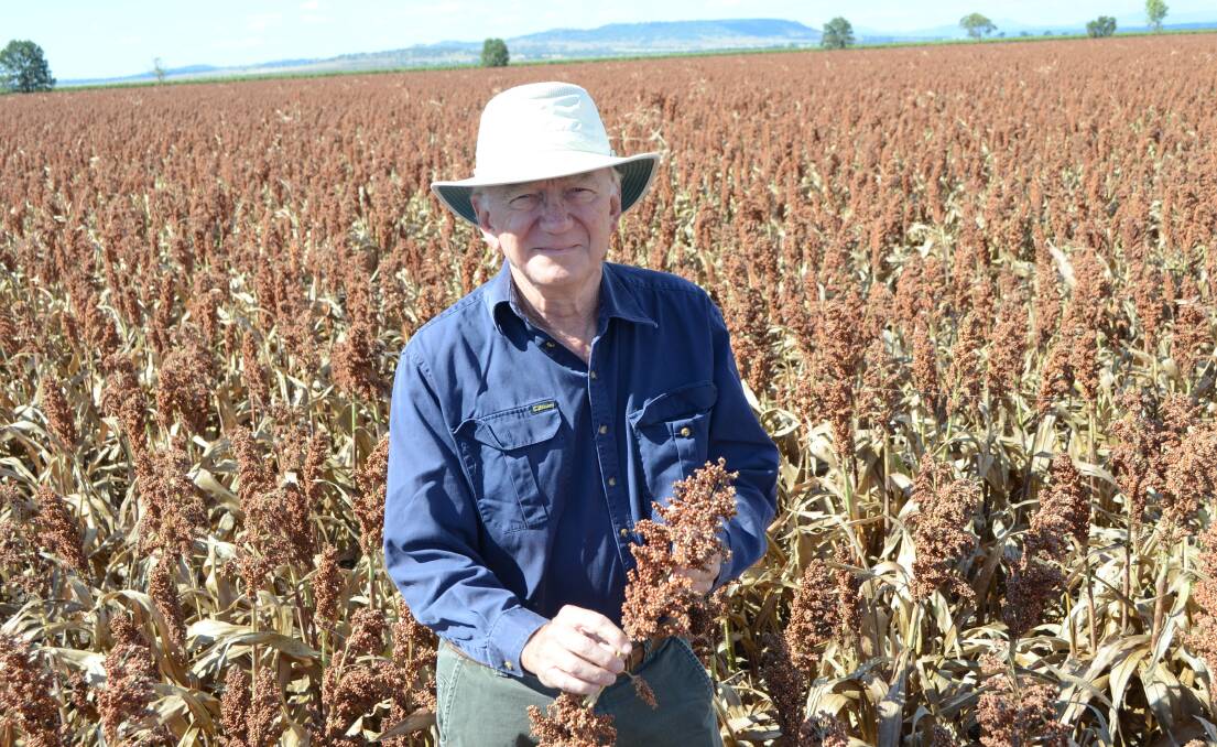 Peter O'Connor in his crop of Buster sorghum at "Korinivia", Blackville. Mr O'Connor was hoping to finish harvest this week. Photo by Ruth Schwager