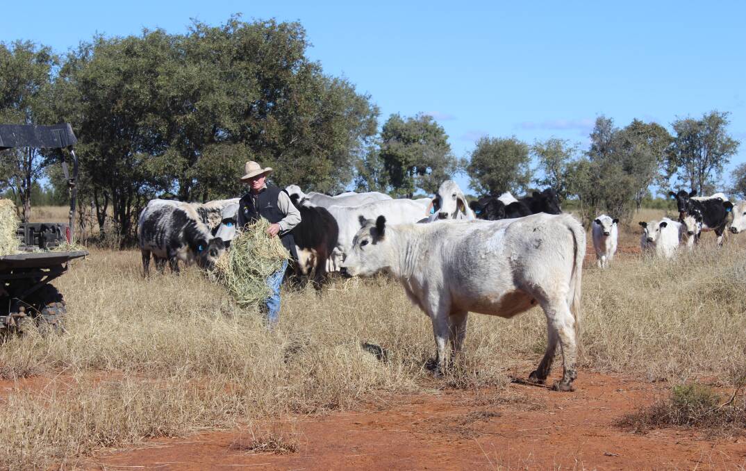 SCONE SALE SUPPORTER: Bryan Wormwell with some of his first-cross Speckle Park heifers. Photo: Helen Walker
