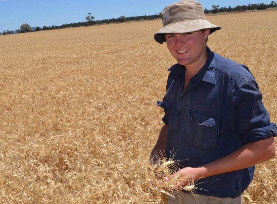 Keegan Manning, 19, in his wheat crop at "Skipton", Gunnedah. The crop yielded 5.8 tonnes a hectare.