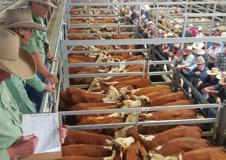 The sale included a large line of Hereford heifers from Rob Haling, "Reedy Creek", Loomberah. His yearling heifers topped the sale at $1420 a head.