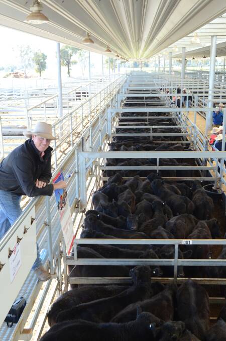 Elders agent Nathan McConnell with steers from Dellawong Partnership, Wellington. The steers topped at $1090 and averaged $950.