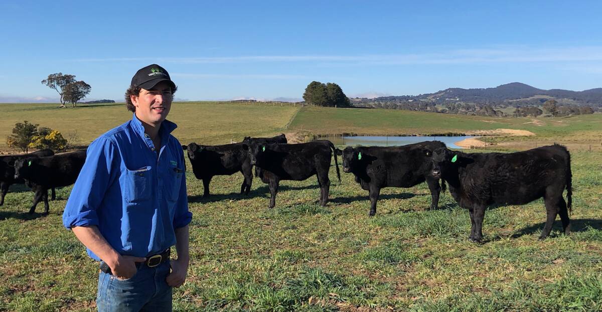 FUNCTIONAL FEMALES: Austin McLennan with some of his young heifers. He's breeding moderate, easy doing cattle at Connen Hill, Goulburn.