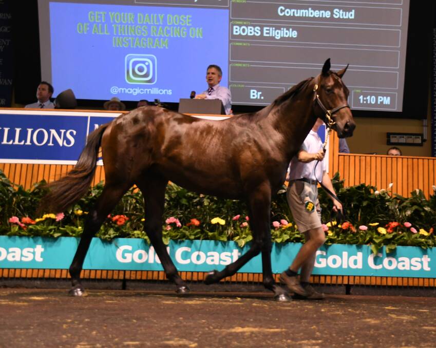 The equal top price yearling by More Than Ready at $1.3m, sold from Corumbene Stud, Dunedoo, at the Gold Coast. Photo by Steve Hart