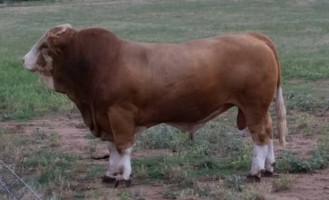 One of seven Daraabah Fleckvieh bulls purchased by Les Trindall.