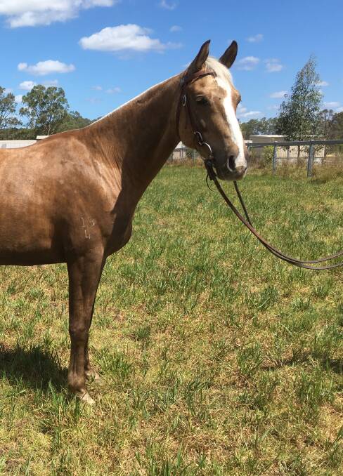 Three-year-old gelding Tocal Ollie, by Peelvale Maestro, from Tocal Sweetie.