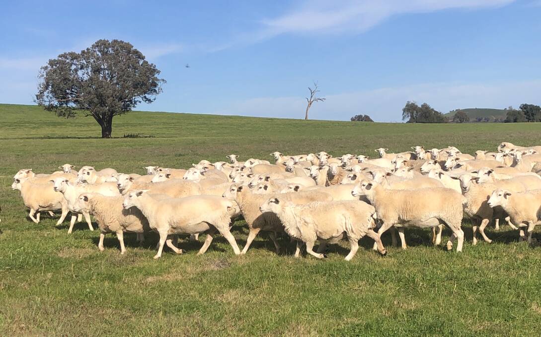 LOW-MAINTENANCE BREED: Dave Walker has been able to increase lambing rates with Aussie Whites, producing sucker lambs with minimal inputs.