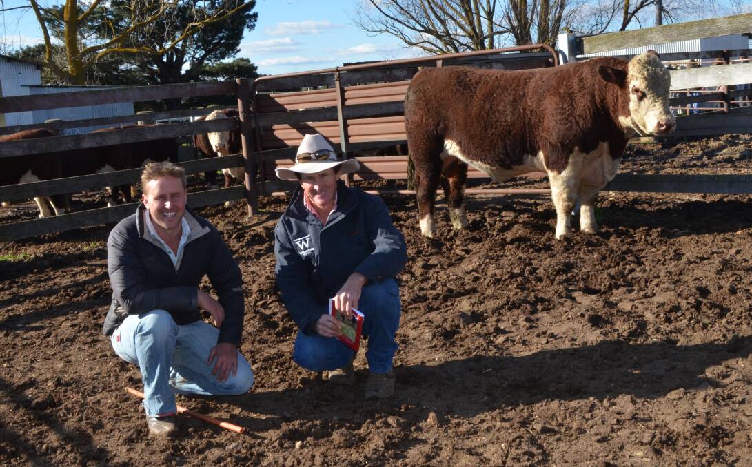 Yalgoo stud principal Jock Nivison and buyer Matthew Kelley, Warragundi Herefords, "Warragundi West", Currabubula, with the $30,000 bull.