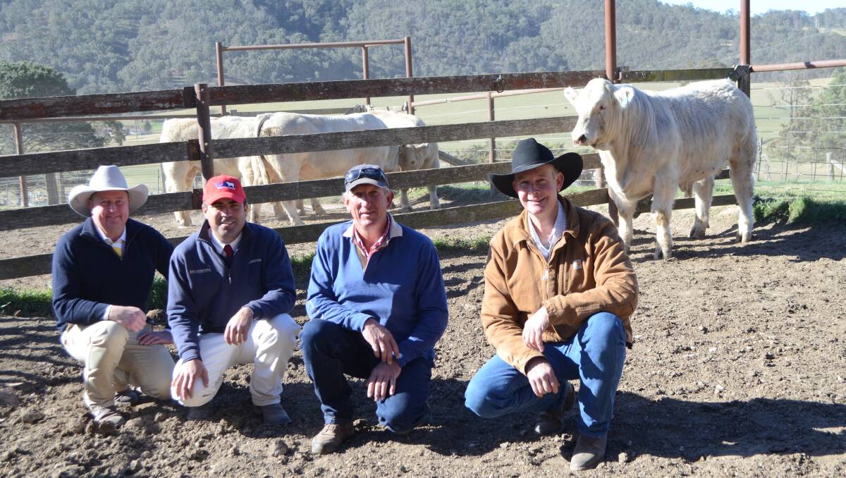 Agents Mark Haywood and Mitch Donovan, stud principal Greg Frizell and buyer Mark Morawitz with the $12,000 bull.