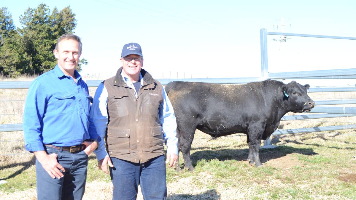 Buyer Andrew Carruthers, Guyra, and Bald Blair stud principal, Sam White, with one of Mr Carruthers' $14,000 bulls, Bald Blair Westwood L145.