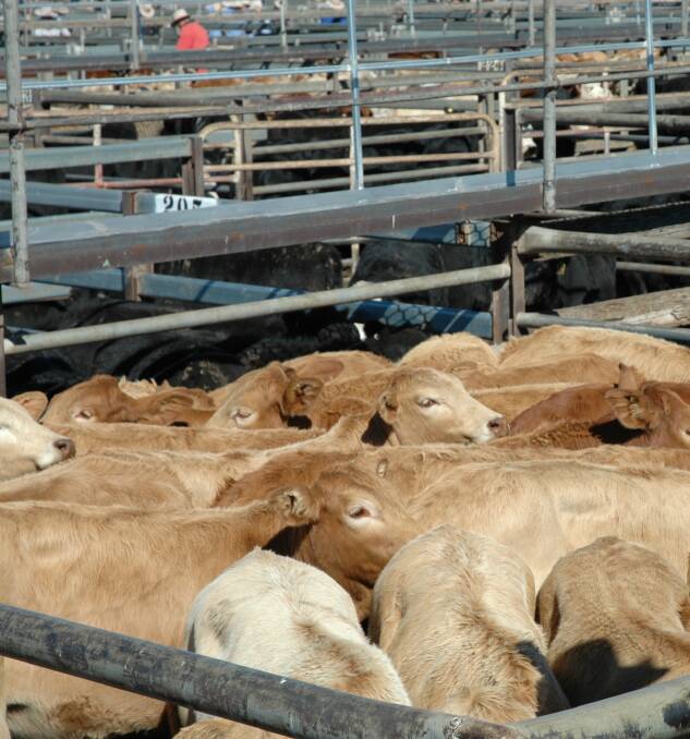 There's good demand from lotfeeders and restockers for Charolais calves.