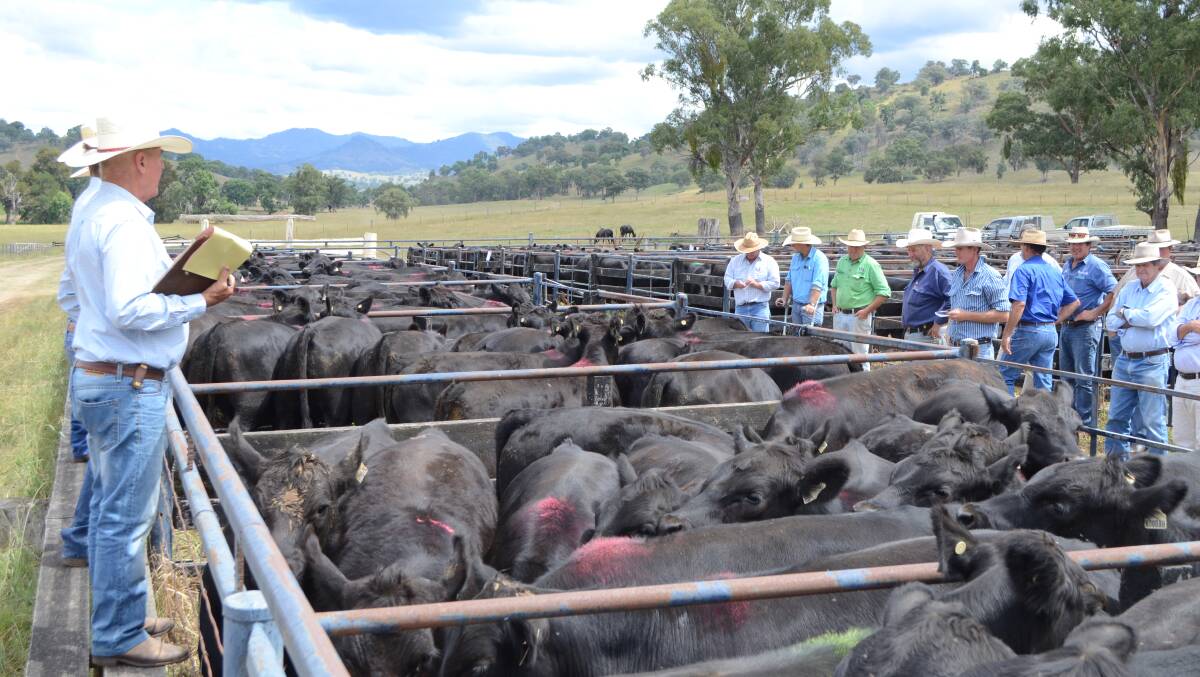 The market was very strong at the recent "Koobah" weaner sale at Nundle, with buyers saying they could bid knowing that the cattle were ready for feedlot conditions.