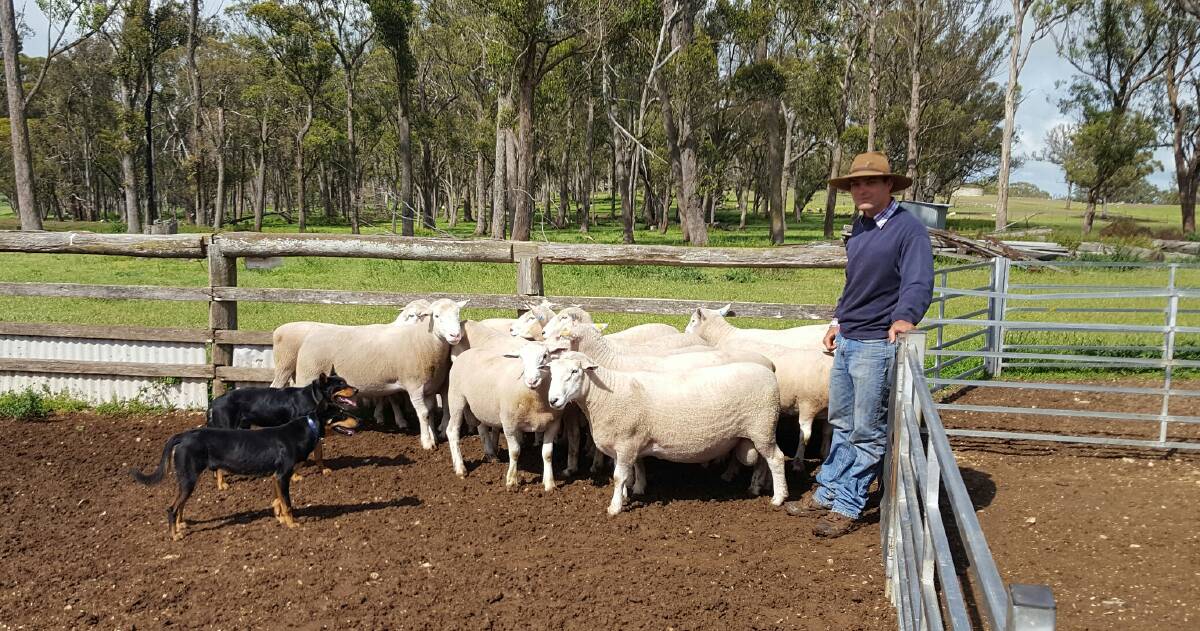 Sam Gates, "East Mihi", Uralla, working his dogs. He'll sell two dogs in this year's Dundee Dog Auction.