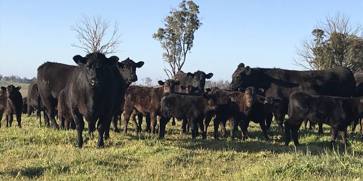 BOOSTING CALVING EASE: The Montgomery family's Rennylea-blood Angus cows with Wagyu first-cross calves at foot at Kimbe, near Grabben Gullen. 