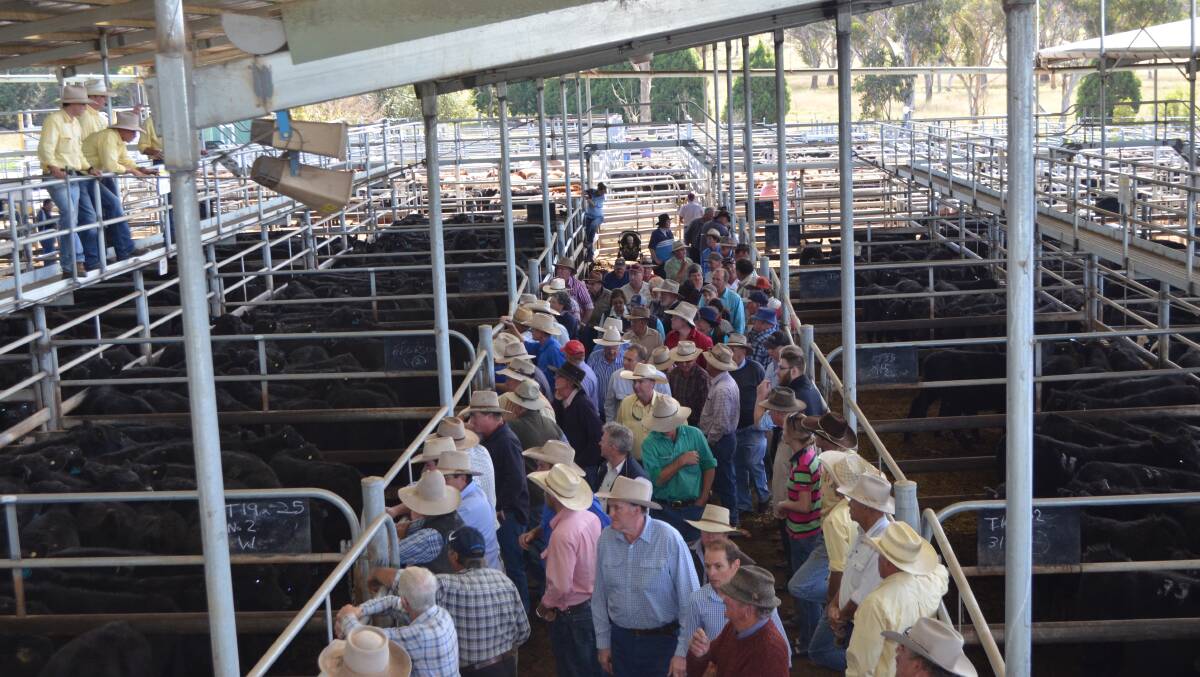 Armidale is one of many tablelands centres dropping back to fortnightly sales.