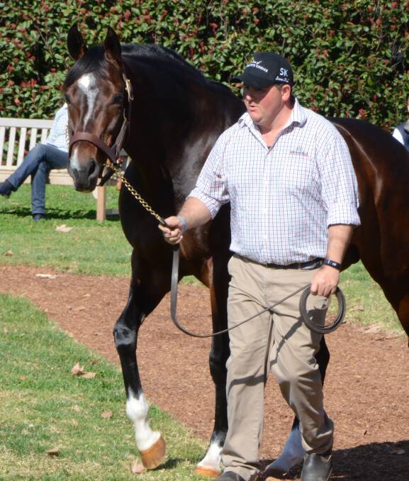Dundeel, paraded by Adam Shankley at Arrowfield Stud, whose first crop yearlings sold to $900,000 at the Magic Millions Sale.  Photo by Virginia Harvey
