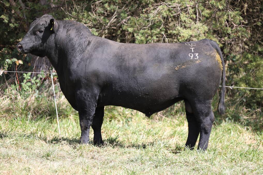Dulverton Tivaci T093 (lot 1), by Baldridge SR Goalkeeper from Dulverton Mittagong N265, is a high indexing bull for value determining traits. He's been used in the stud, and has length, capacity and muscling, with scoring 10 for both tenderness and carcase weight. Picture supplied