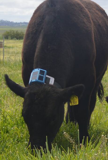 A sensor device used to measure animal behaviour, including feed intake.