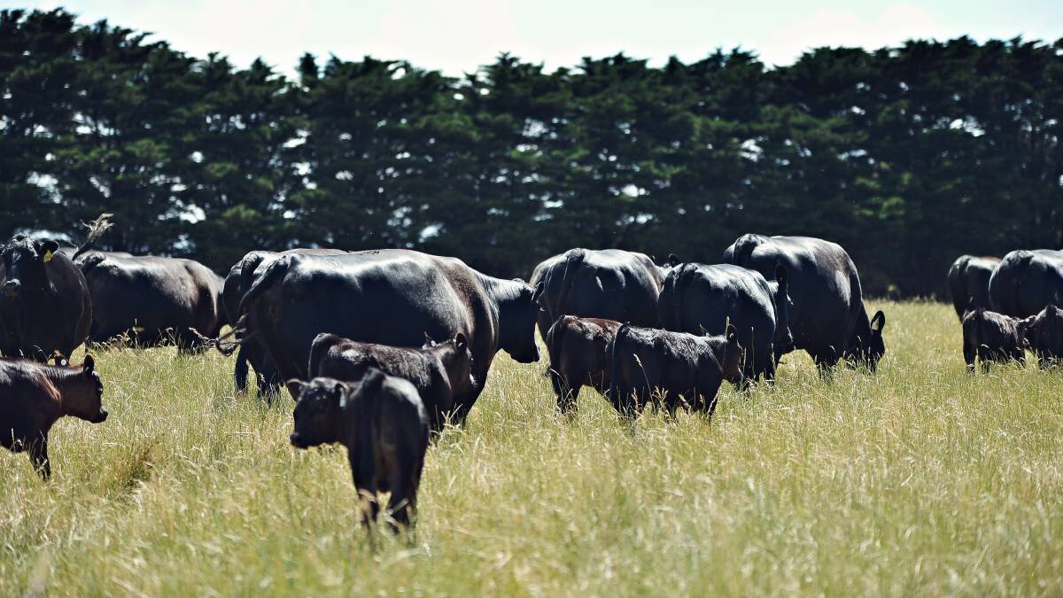 The couple has 25 cows with calves on the 60-hectare property, along with 25 steers being finished.
