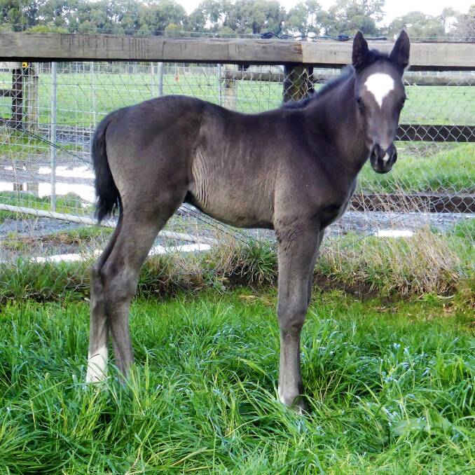 Among the first foals by Victorian-based Dandino, a colt produced from O’Marie, at Bombora Downs. 