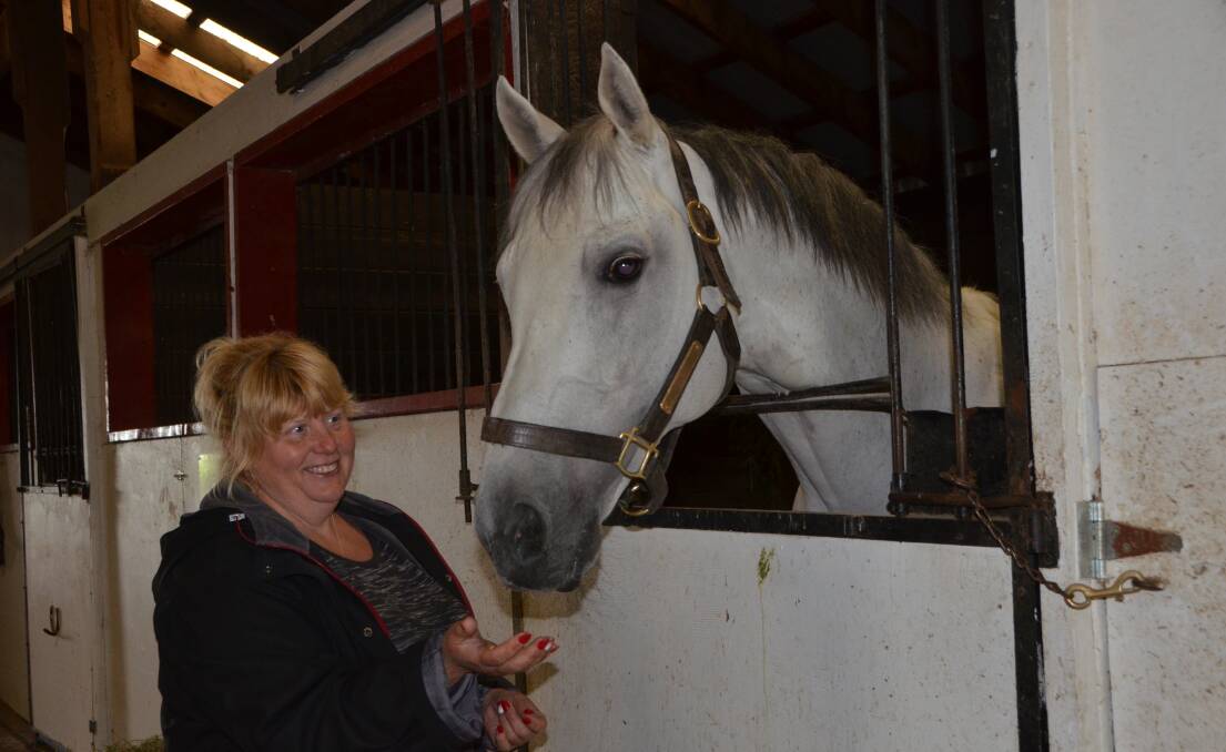 Grey stallion Texas Wildcatter with stud manager Petra Janzen at Canmor Farms, Canada.