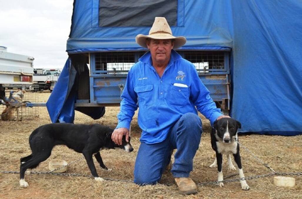 Paul Wroe, Middlemount, Queensland, has five dogs competing in the open trial.