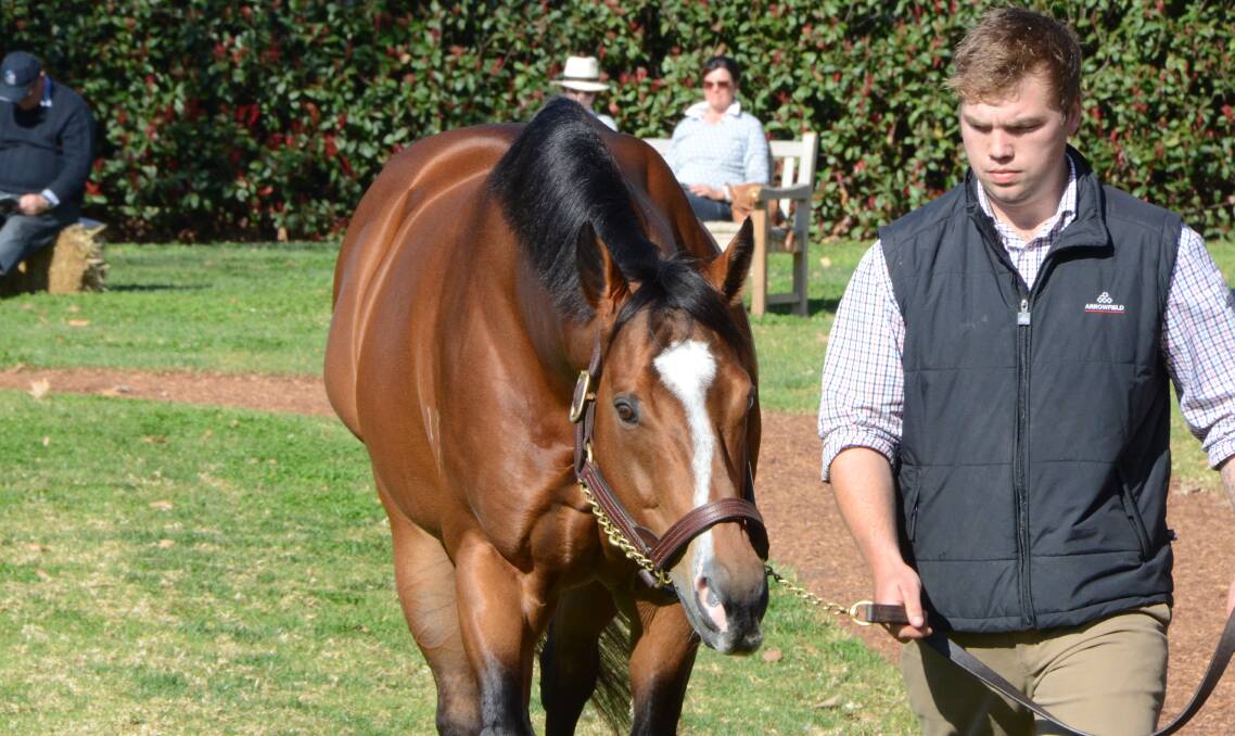 Stallion handler Sam Levell with Not A Single Doubt on parade at Arrowfield Stud, Scone.  The stallion is the sire of juvenile speedster Condor Heroes.  Photo by Virginia Harvey