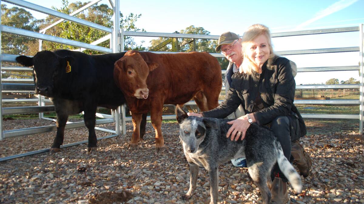 Classic and Huntley View Limousin stud principals Rob and Robbie Bennie and their dog Crickey with two bulls which will be on show during Central West Beef Week.