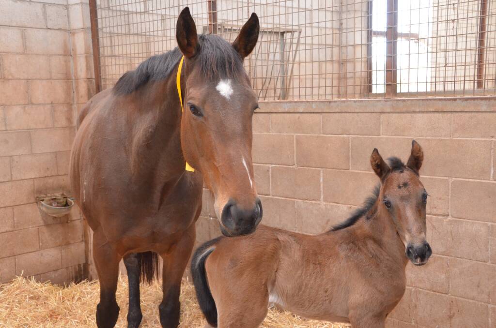 Highland Secrets and her young filly foal by Press Statement at Byerley Stud, Sandy Hollow. Photo by Virginia Harvey