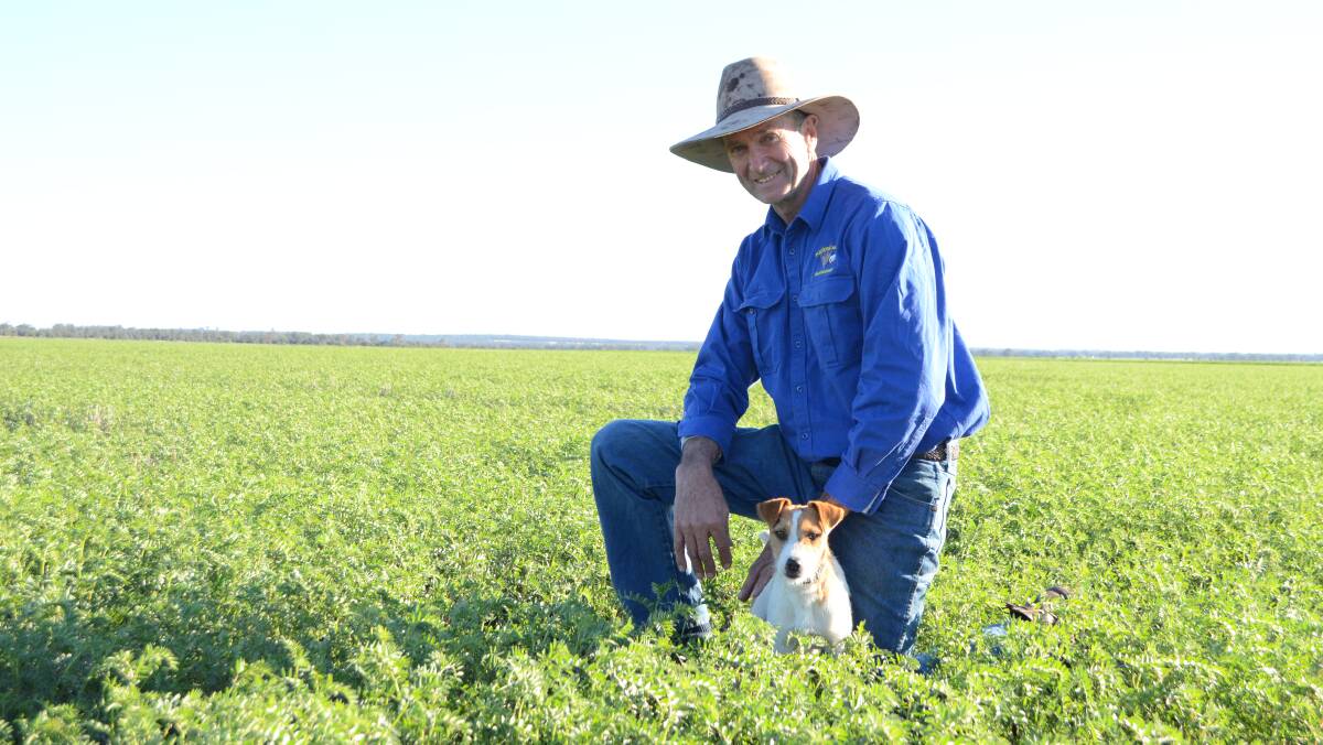 Peter Fulton-Kennedy, with his dog Jacko, in the chickpea crop at "Downs", Narrabri.
