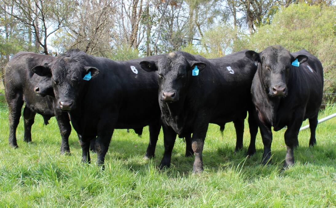 INVESTING IN QUALITY: Recent Angus bull sales have resulted in strong averages, with full clearances. 