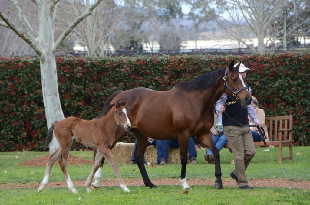 Among the first foals by Scissor Kick, Tom Kehoe parades Esprit Hi with her colt foal at foot at Arrowfield Stud, Scone. Photos by Virginia Harvey