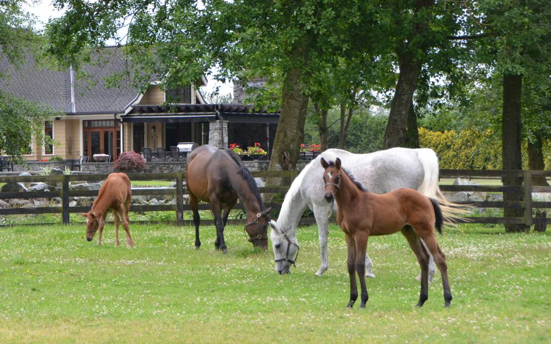 Mares Daymaker with her Teide colt and Monashee with her Stephanotis colt relaxing in a paddock at Canmor Farms, Aldergrove, Canada. Photos by Virginia Harvey