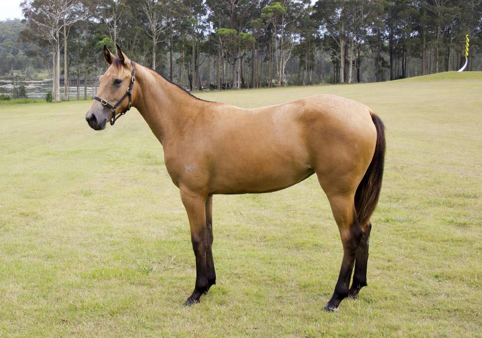 Two-year-old filly Willingapark Chloe, by Mabo from Derowie Mega Acres, an Acres Destiny mare.