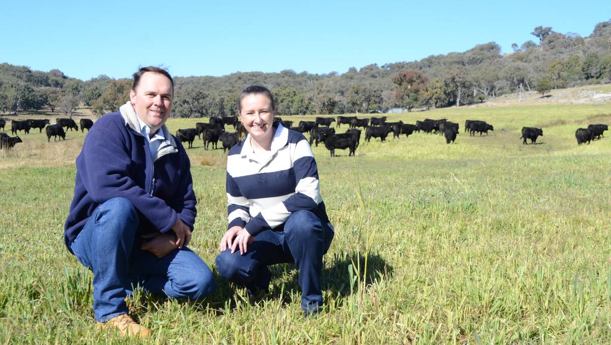 Brett and Marissa Woods with 11-month-old Angus weaners at "Wy-Wurrie", Watsons Creek.